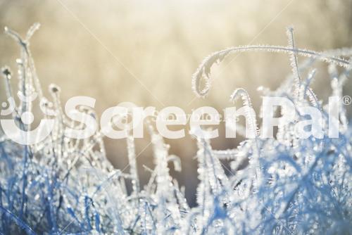 Frozen Plants In Winter With The Frost